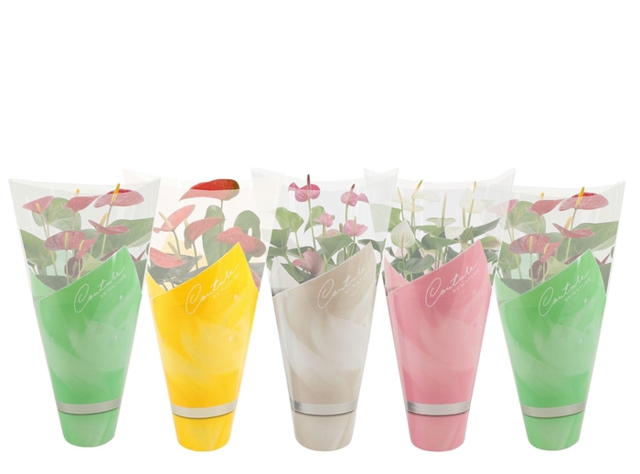 <h4>Anthurium 14 cm 4 color mix in Couture spring sleeve</h4>