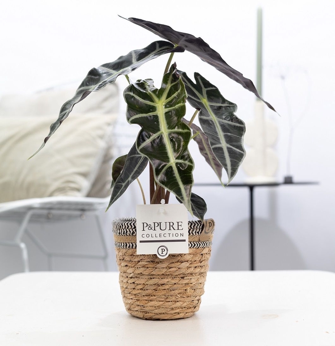 <h4>Alocasia Polly Mand</h4>