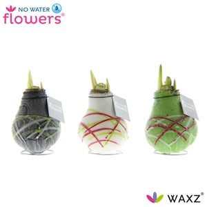 arr4 Amaryllis VH - Waxz Art Picasso