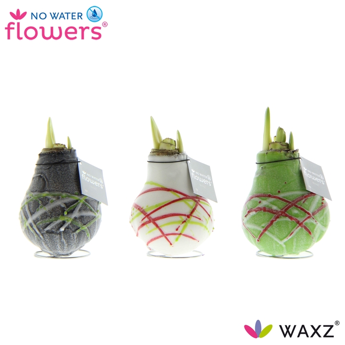 <h4>arr4 Amaryllis VH - Waxz Art Picasso</h4>