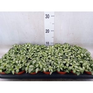 Fittonia  'Mosaic White Tiger'
