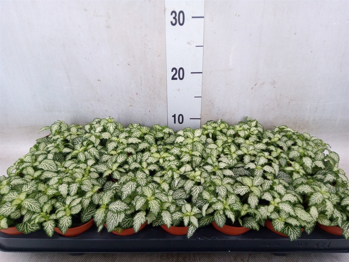 <h4>Fittonia  'Mosaic White Tiger'</h4>