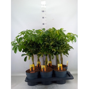 Schefflera arbor.   ...