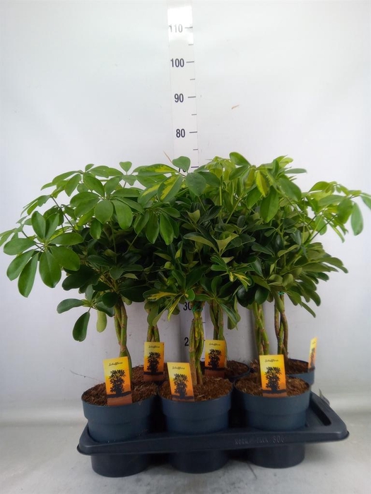<h4>Schefflera arbor.   ...</h4>