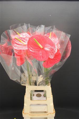 <h4>Anth A Caribo</h4>