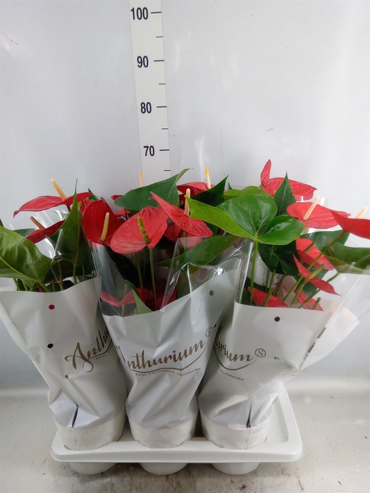 <h4>Anthurium andr. 'Red Champion'</h4>