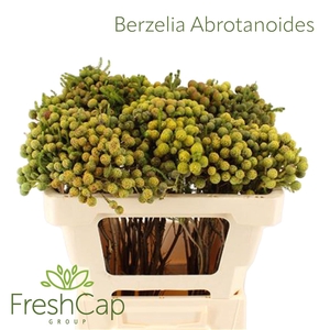 Berzelia Abrotanoides Mature