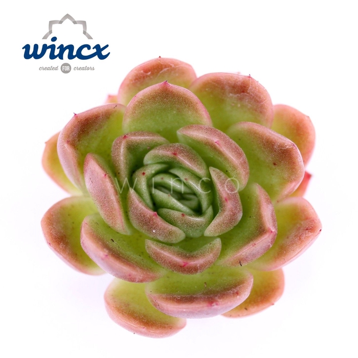 <h4>Echeveria Gilva (red) Cutflower Wincx-5cm</h4>