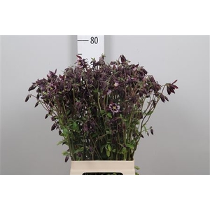 Aquil Purple/white