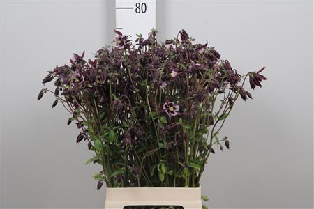 <h4>Aquil Purple/white</h4>