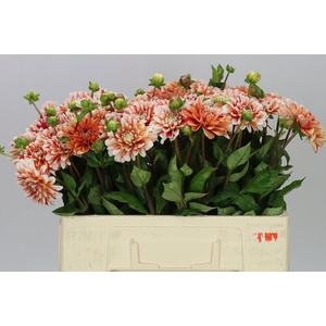 Dahlia Striped Nagano