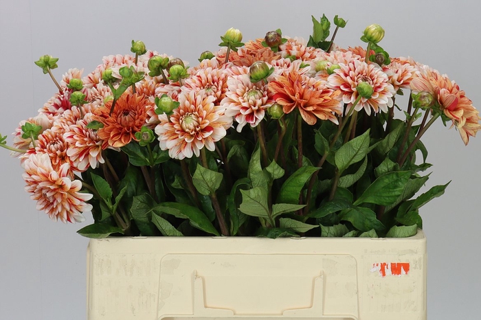 <h4>Dahlia Striped Nagano</h4>