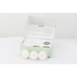 Rosa Preserverd White