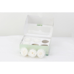 Rosa Preserverd White