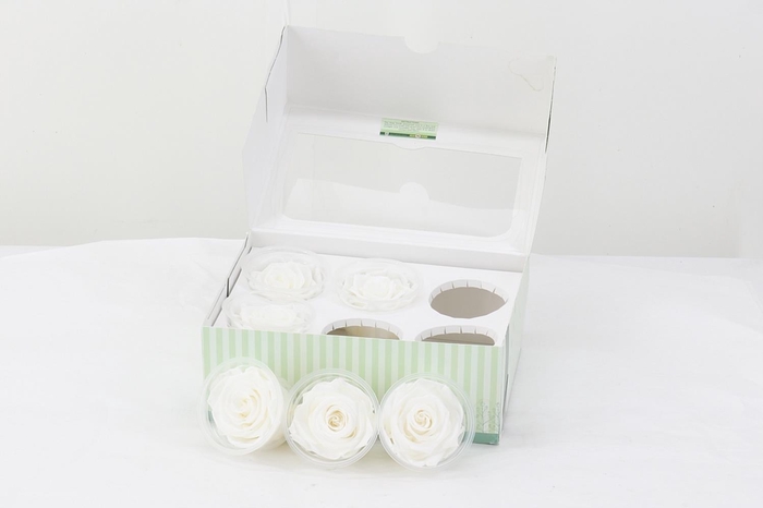 <h4>Rosa Preserverd White</h4>