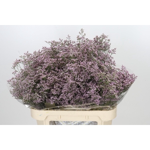Limonium ov Safora Oshi Pink