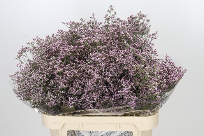 <h4>Limonium ov Safora Oshi Pink</h4>