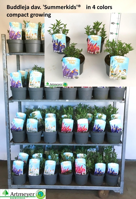 <h4>BUDD SUM KID GEM</h4>