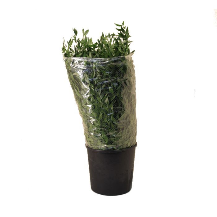 <h4>RUSCUS MIDDEL 70 CM 120GR</h4>