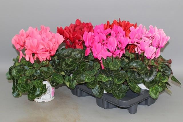 <h4>CYCL GR SUP XL</h4>