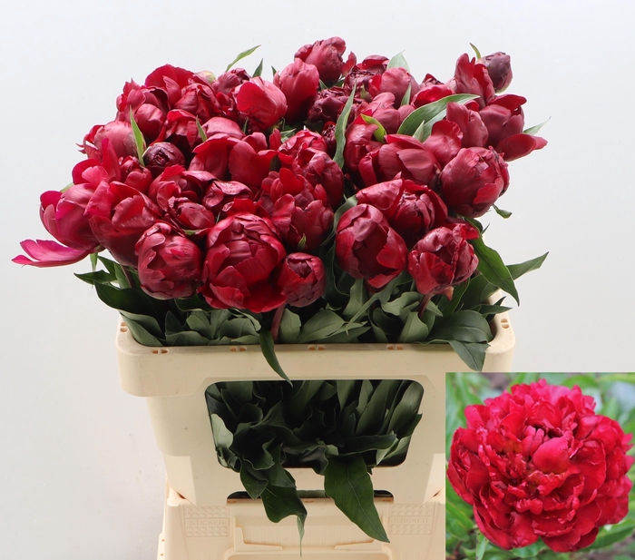 <h4>PAEO L PETER BRAND</h4>