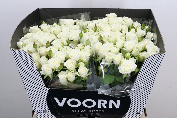 <h4>Rosa TR 'Wedding Party'</h4>