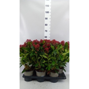 SKIMMIA JAP. 'RUBELLA' 10+