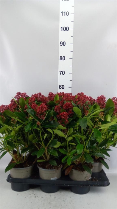 <h4>SKIMMIA JAP. 'RUBELLA' 10+</h4>