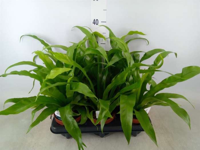 <h4>Asplenium antiquum</h4>