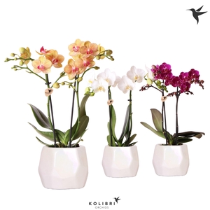 Kolibri Orchids Phalaenopsis mix 2 spike mix in Pearl travertin