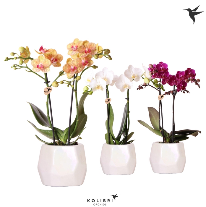 <h4>Kolibri Orchids Phalaenopsis mix 2 spike mix in Pearl travertin</h4>