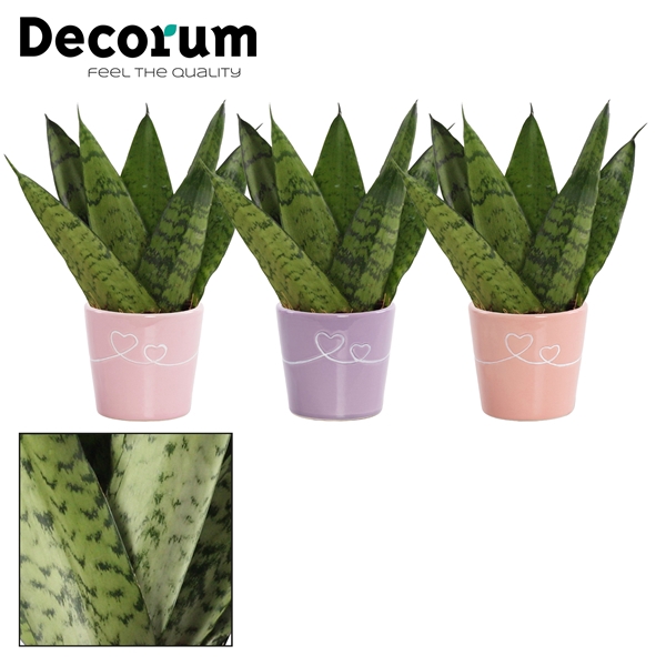 <h4>Sansevieria Zeylanica Fan 6 cm in Romy (Party Love-collection)</h4>