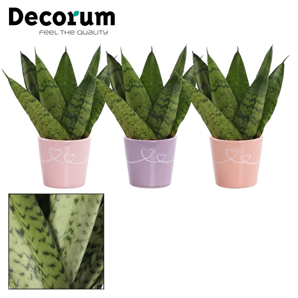 Sansevieria Zeylanica Fan 6 cm in Romy (Party Love-collection)