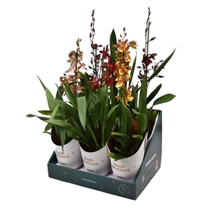 Cambria mix 1 tak 12 cm in Bush Brothers showdoos met potcover