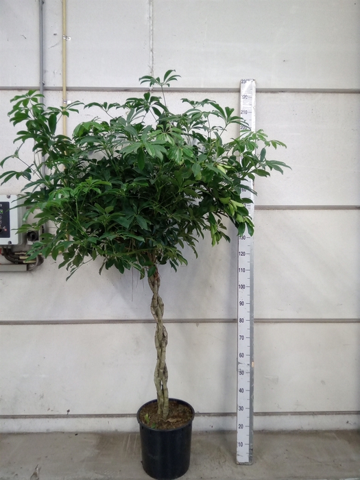 <h4>Schefflera arbor. 'Compacta'</h4>