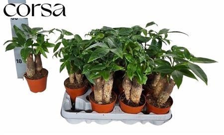 <h4>Pachira Aquatica 2pp</h4>