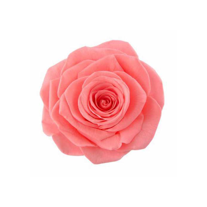 <h4>Rose Monalisa Pink Nectar</h4>