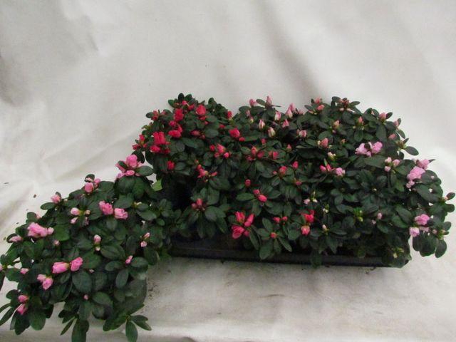 <h4>Rhodo Si Vogel Gem</h4>