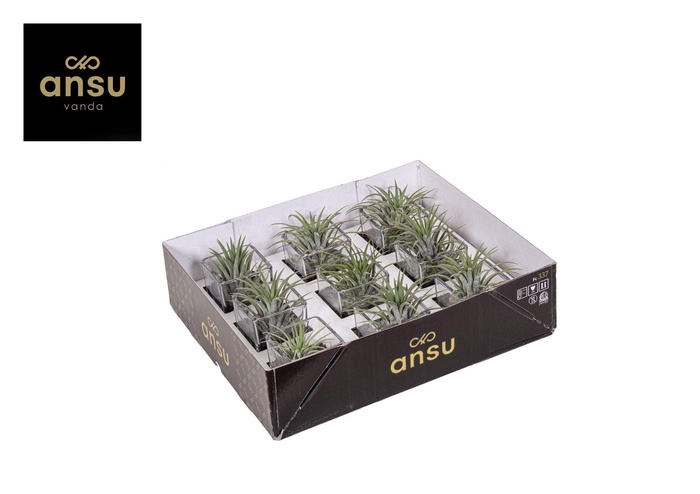 <h4>Tillandsia in glas</h4>