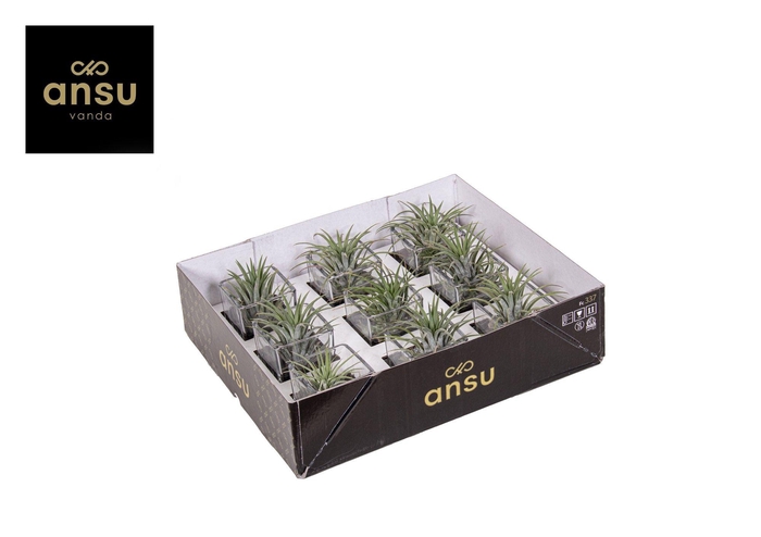 <h4>Tillandsia in glas</h4>