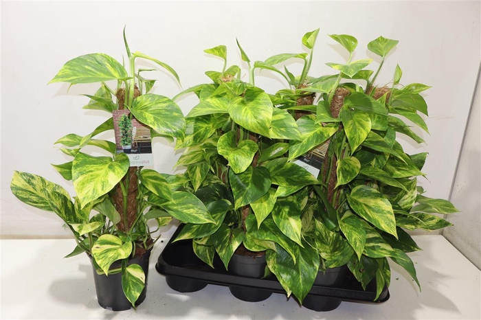 <h4>Epipr Mosstok</h4>