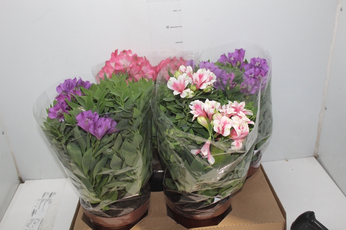 <h4>ALSTROEMERIA P20 VARIADO</h4>