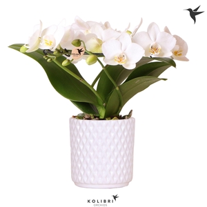 Kolibri Orchids Phalaenopsis Halo white in Diamond pot white