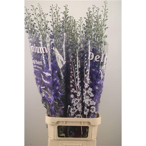 Delph El Dewi Blue Star