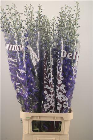 <h4>Delph El Dewi Blue Star</h4>