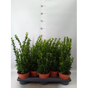Euonymus japon. 'Green Spire'