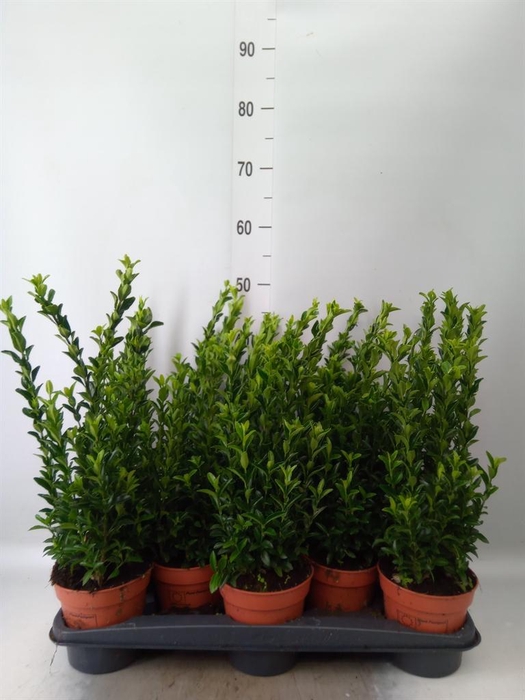 <h4>Euonymus japon. 'Green Spire'</h4>