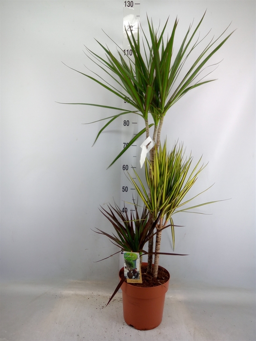 <h4>Dracaena marg.   ..mix 3</h4>