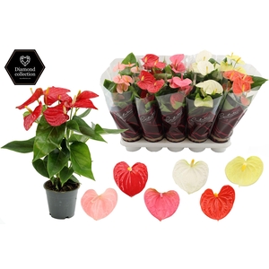 Anthurium 12 cm 4 color mix in Couture Diamond Line Purple sleeve