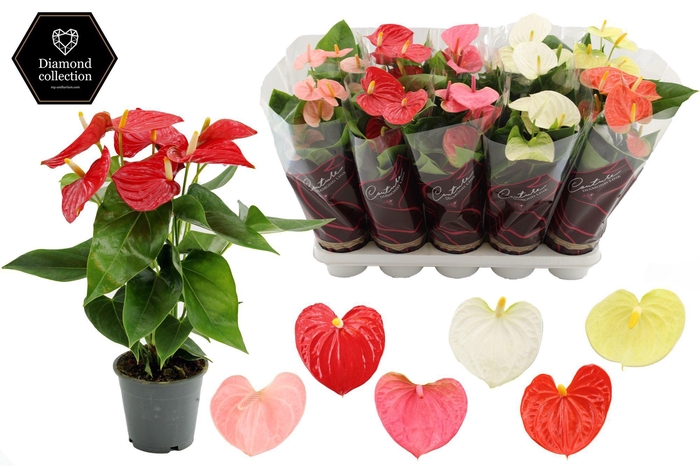 <h4>Anthurium 12 cm 4 color mix in Couture Diamond Line Purple sleeve</h4>